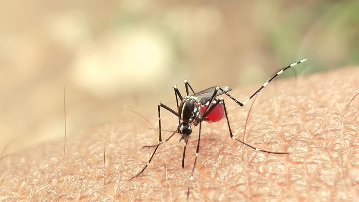 What is Chikungunya ? Know About Causes, Symptoms, Prevention, Treatment & More
